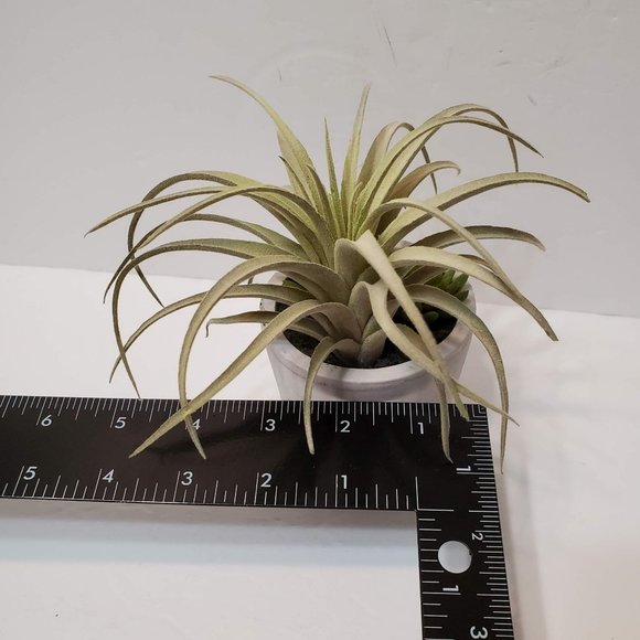 Faux Succulent Arrangement in Concrete Planter, Succulents and Air Plant - Picture 8 of 8